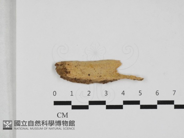 射脈菌屬藏品圖，第1張