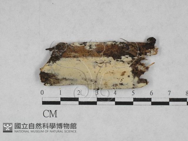 絲皮菌屬藏品圖，第1張
