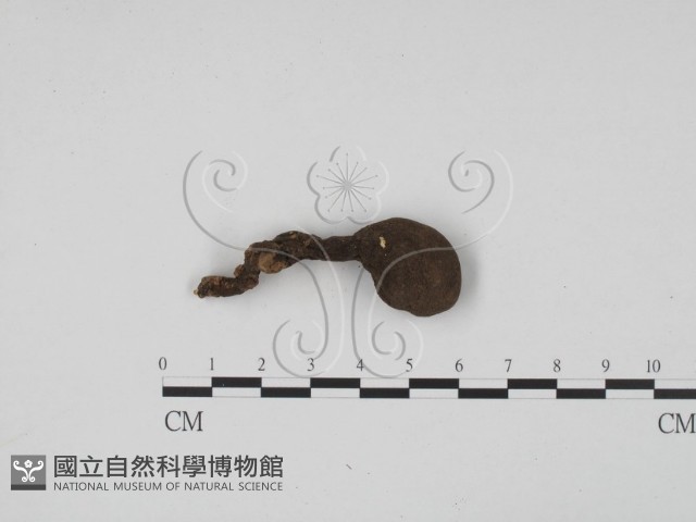 炭角菌屬藏品圖，第1張