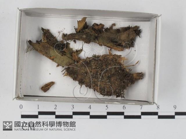 登錄號:F0017987藏品圖，第1張