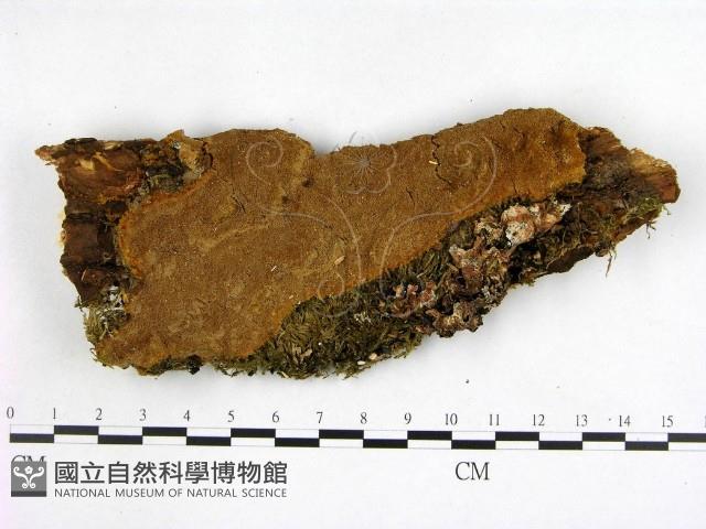 登錄號:F0005987藏品圖，第1張
