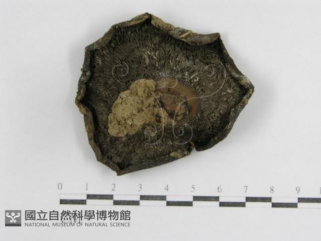 登錄號:F0015987藏品圖，第1張