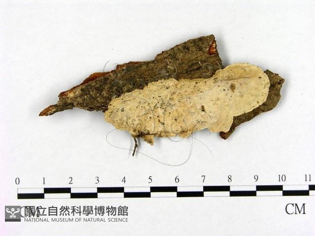 登錄號:F0019987藏品圖，第1張