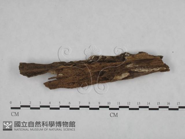 絲皮菌屬藏品圖，第1張