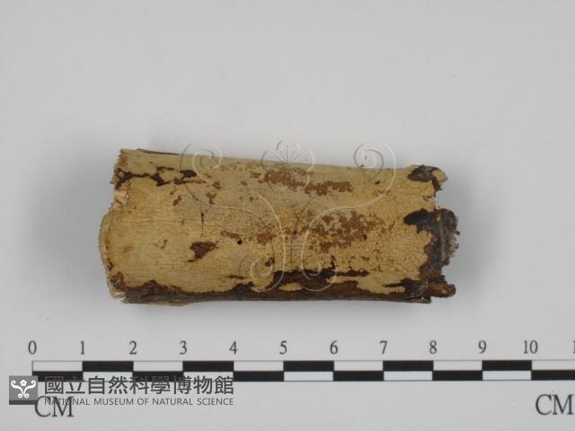 登錄號:F0018687藏品圖，第1張