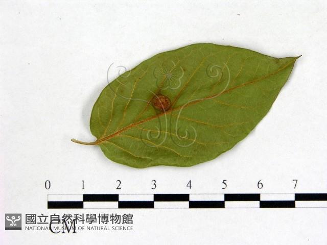 登錄號:F0020687藏品圖，第1張