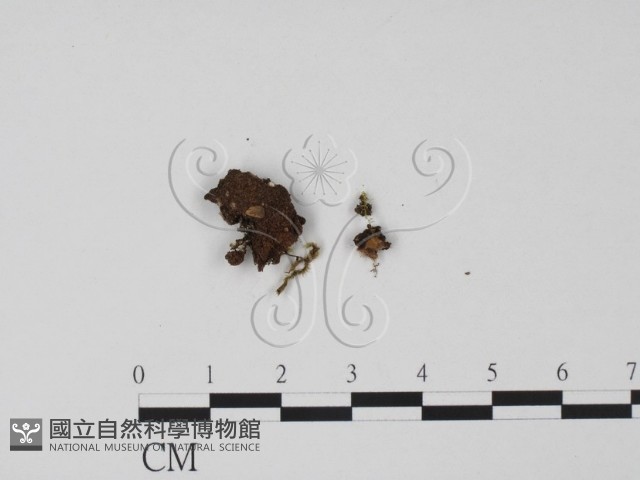 登錄號:F0000687藏品圖，第1張