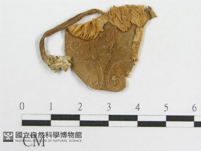 粉褶菌屬藏品圖，第1張
