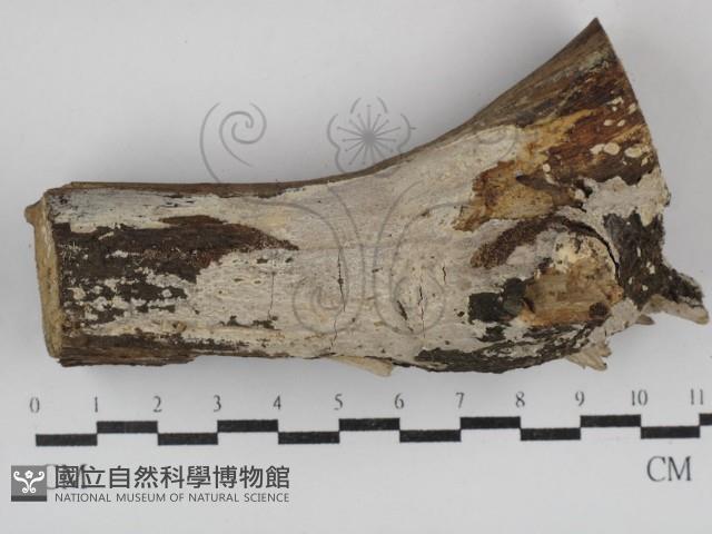 刺皮菌屬藏品圖，第1張