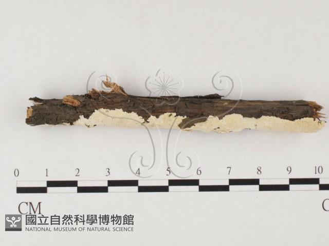 登錄號:F0026687藏品圖，第1張