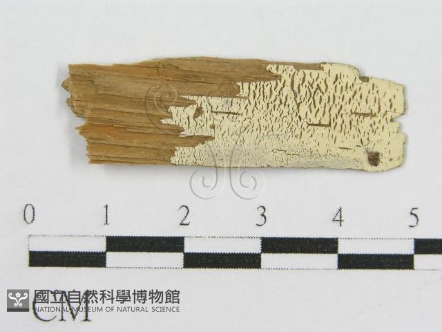 登錄號:F0016687藏品圖，第1張
