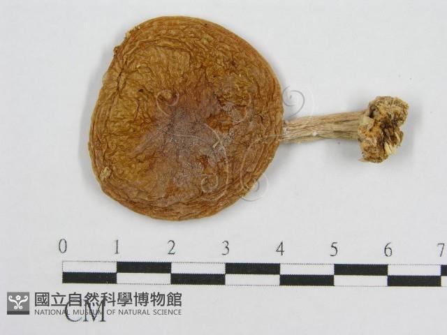 登錄號:F0001687藏品圖，第1張