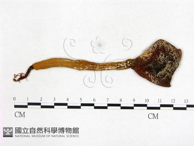 登錄號:F0011687藏品圖，第1張