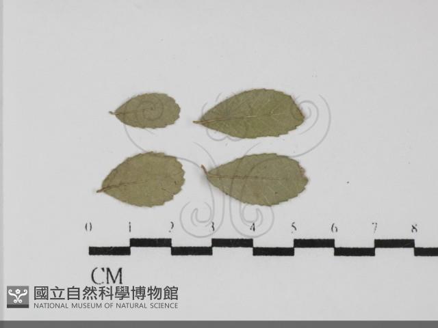 登錄號:F0031687藏品圖，第1張