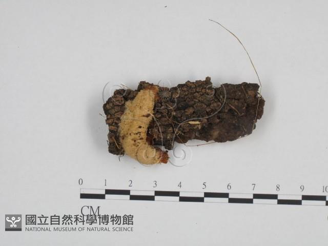 登錄號:F0024687藏品圖，第1張