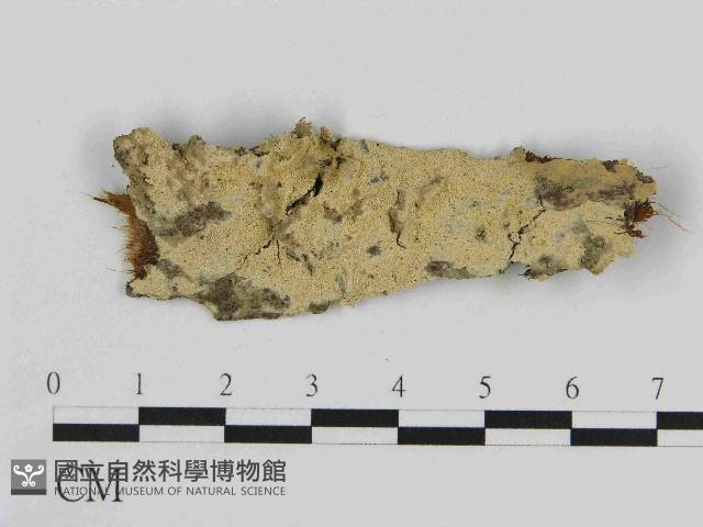 登錄號:F0014687藏品圖，第1張