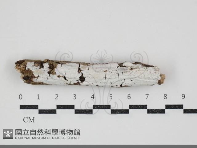 登錄號:F0034687藏品圖，第1張