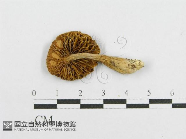 絨蓋牛肝菌屬藏品圖，第1張