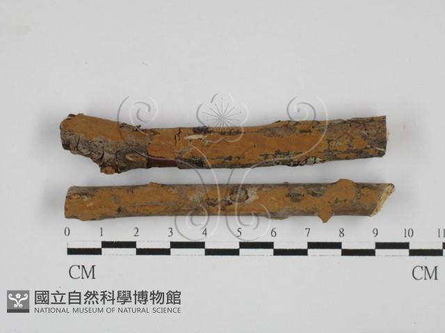 刺革菌屬藏品圖，第1張