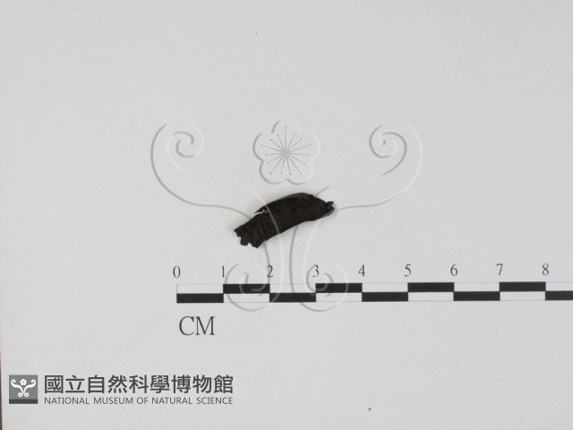 登錄號:F0007687藏品圖，第1張