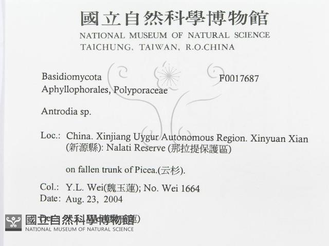 薄孔菌屬藏品圖，第3張