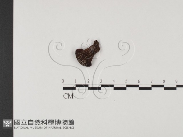 側耳屬藏品圖，第1張