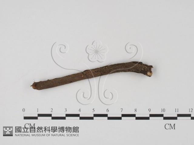 登錄號:F0005687藏品圖，第1張