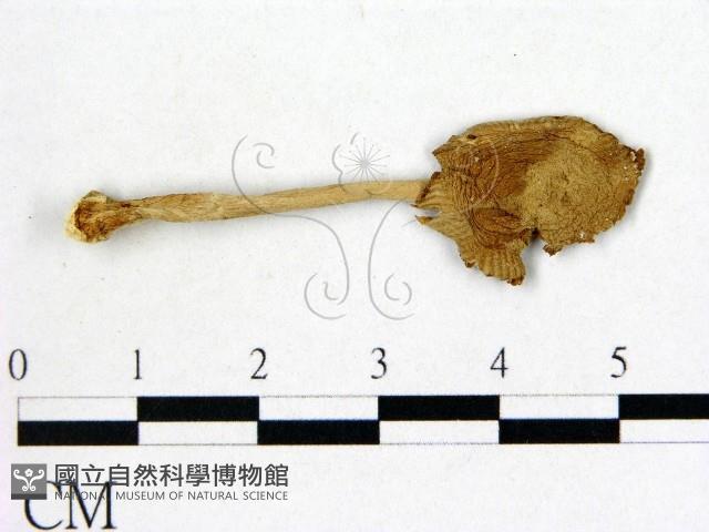 鵝膏屬藏品圖，第1張