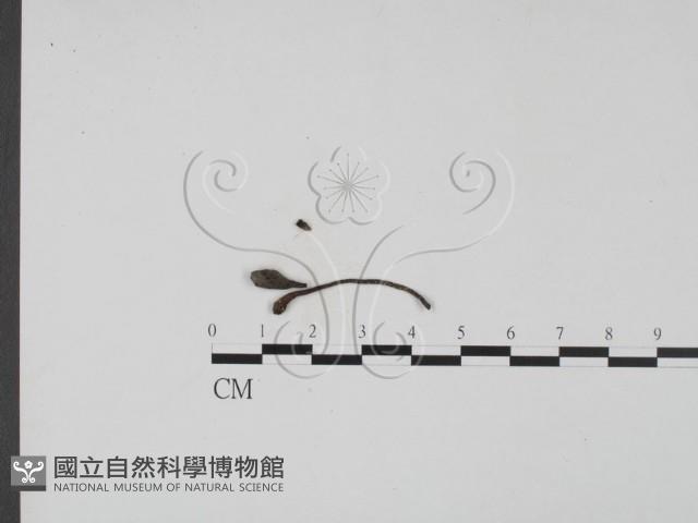 登錄號:F0019687藏品圖，第1張