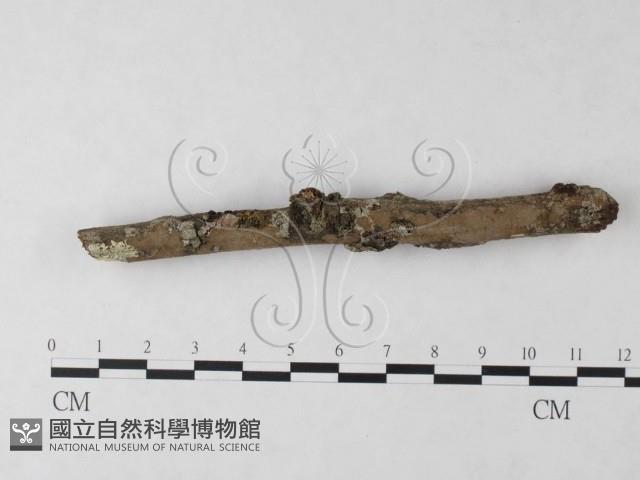 刺革菌屬藏品圖，第1張