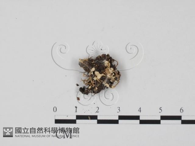 登錄號:F0003687藏品圖，第1張