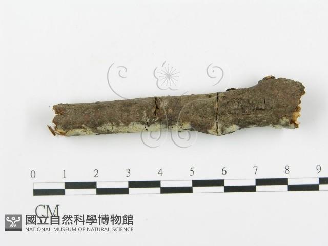 登錄號:F0013687藏品圖，第1張