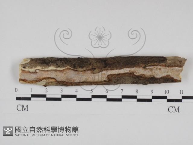 登錄號:F0028487藏品圖，第3張