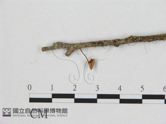 小皮傘屬藏品圖，第1張