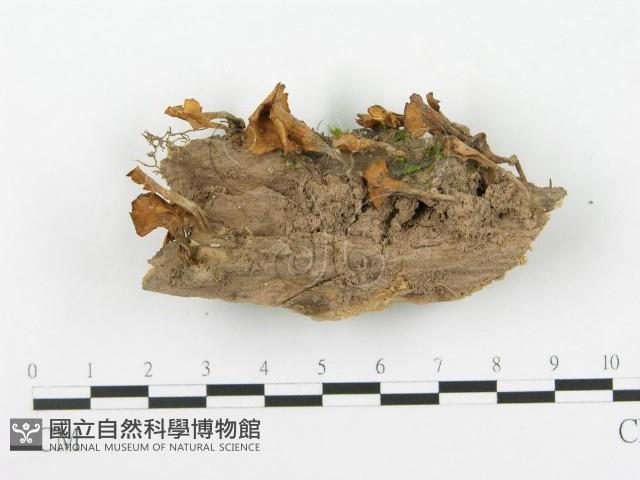 登錄號:F0020487藏品圖，第1張