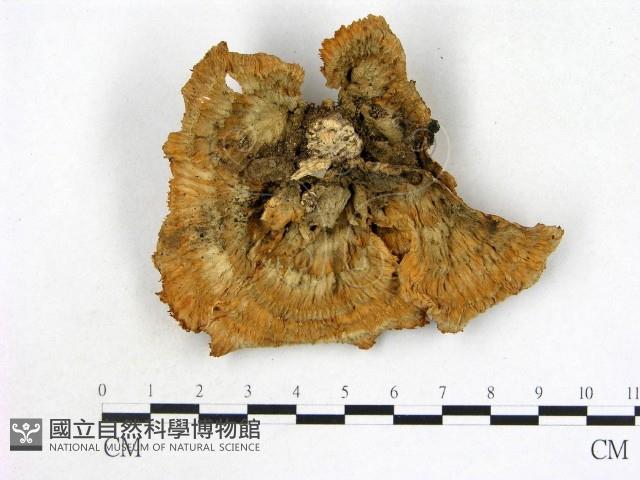 優雅波邊革菌藏品圖，第1張