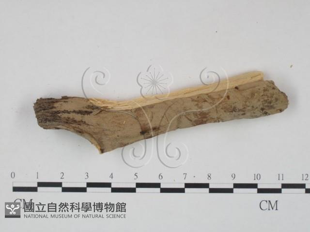 登錄號:F0010487藏品圖，第1張