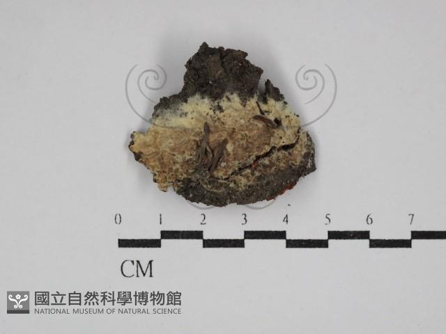 登錄號:F0030487藏品圖，第1張
