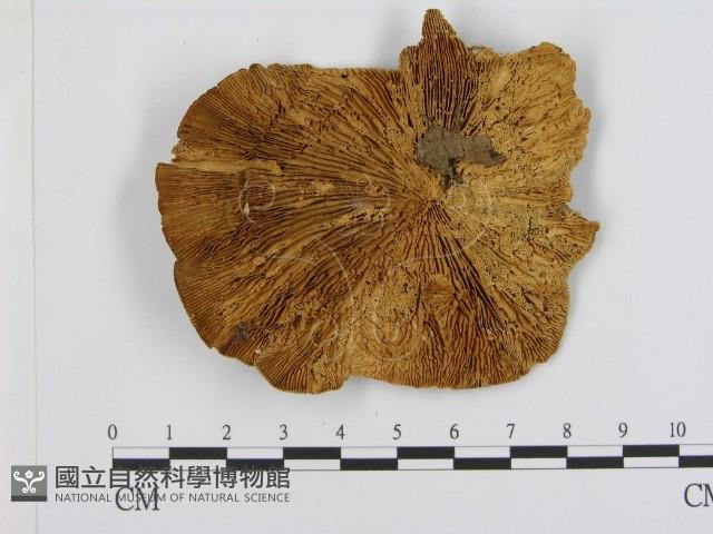 登錄號:F0001487藏品圖，第1張
