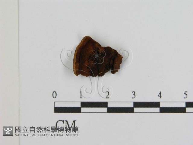 登錄號:F0011487藏品圖，第1張