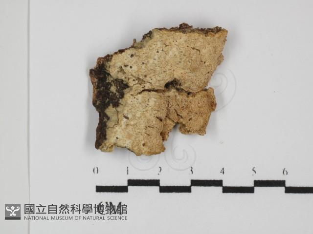 登錄號:F0031487藏品圖，第1張