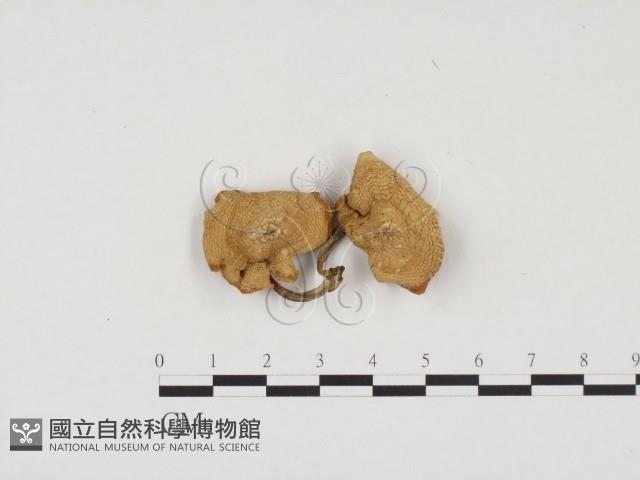 登錄號:F0024487藏品圖，第1張
