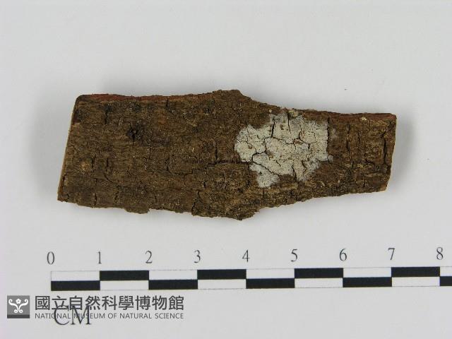 登錄號:F0004487藏品圖，第1張