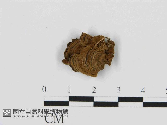 刺革菌屬藏品圖，第1張