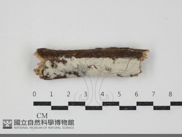 登錄號:F0034487藏品圖，第1張