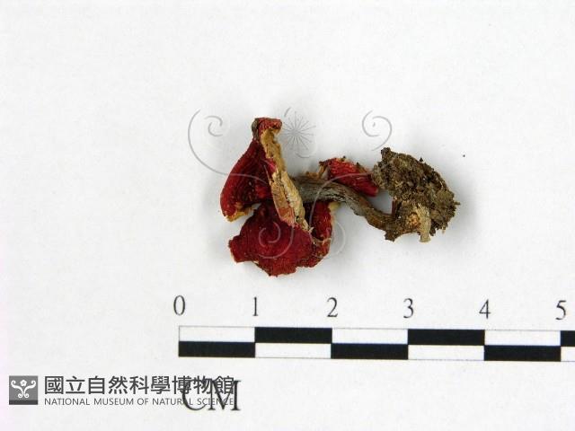 紅菇屬藏品圖，第1張