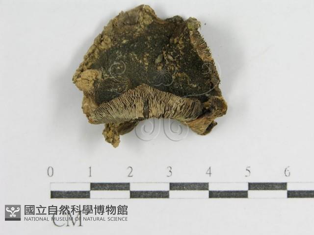 登錄號:F0012487藏品圖，第1張