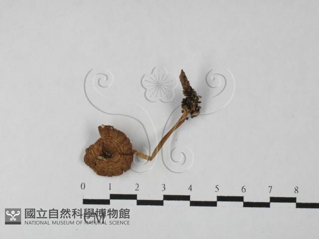 登錄號:F0027487藏品圖，第1張