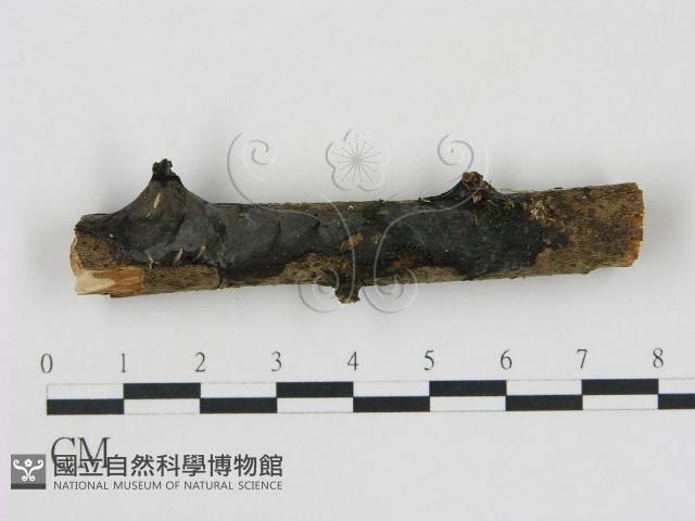 登錄號:F0007487藏品圖，第1張