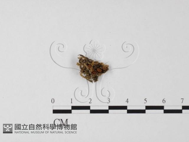登錄號:F0025487藏品圖，第1張
